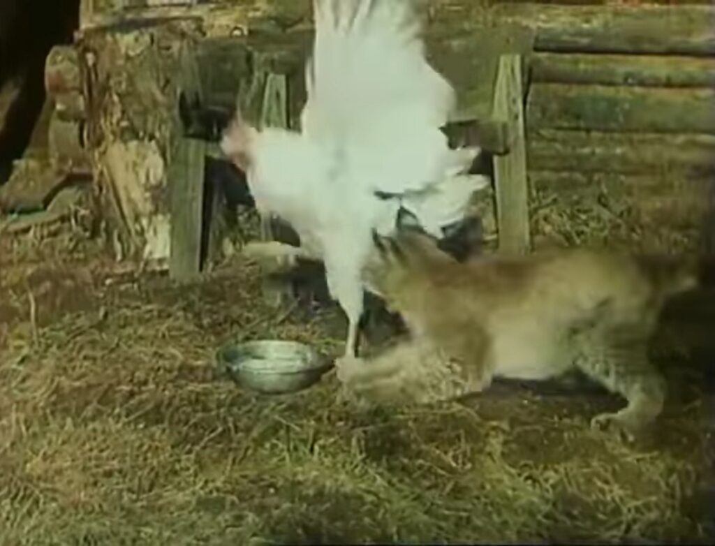 Кунак охотится на петуха